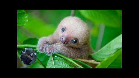 Baby Sloths Being Sloths/FUNNIEST Compilation