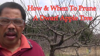 How To Prune A Mature Dwarf Apple Tree