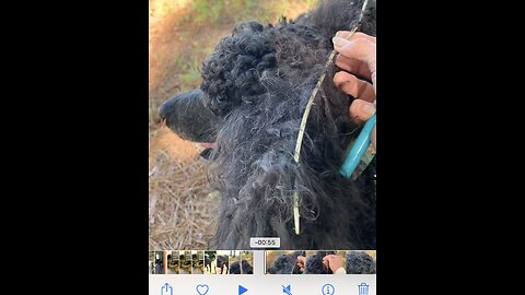 Poodle gets wrapped up in sticker vine