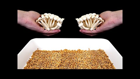 10,000 Mealworms and Mushrooms - 1 Days Timelapse!