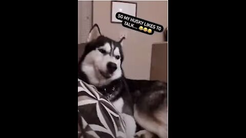 Funniest Husky Dogs Video Ever
