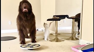 Giant Newfy, Cute Cavalier and Ragdoll Kitten are the perfect combination to brighten your day