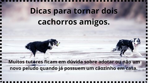 Dicas para tornar dois cachorros amigos.