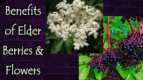 Benefits of Elderberries and Elderflowers