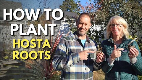 How to Plant Hosta Roots in Containers 🌿