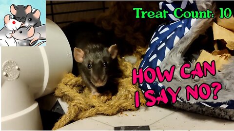 Crowley the Rat HOARDS TREATS! So Adorable! #116 #cute #patreon #animals #pets