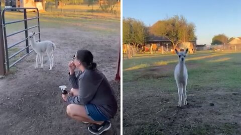 Baby Alpaca Preciously Looks For Her Mom