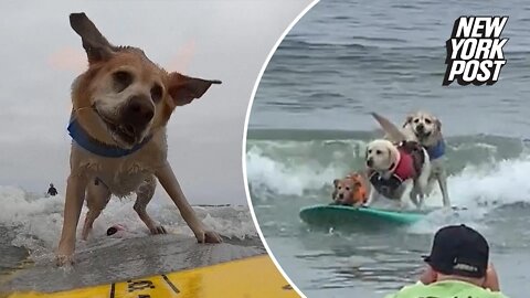 Salty dogs hang ten at the World Dog Surfing Championships in California