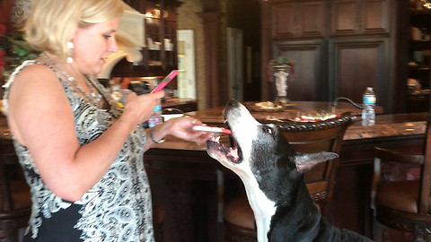 Polite Great Dane Speaks for a Cookie