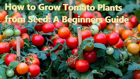 How to Grow Tomato Plants from Seed: A Beginners Guide
