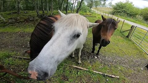 Össa, Yrsa, Birk ( Icelandic horses )