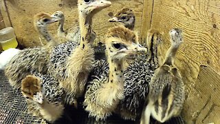 Visiting a Quebec OSTRICH Farm