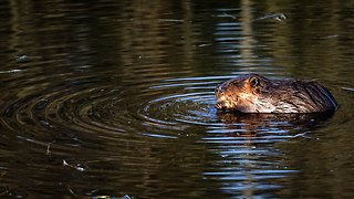 Beaver Eating