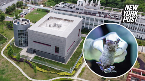 Wuhan scientists wanted to release coronaviruses into bats