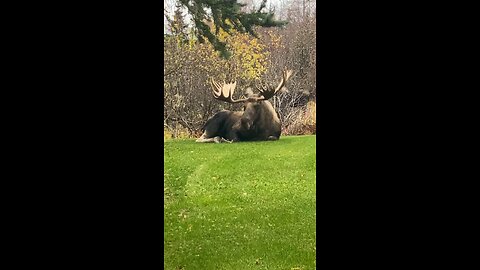 Huge alaskan moose takes a nap