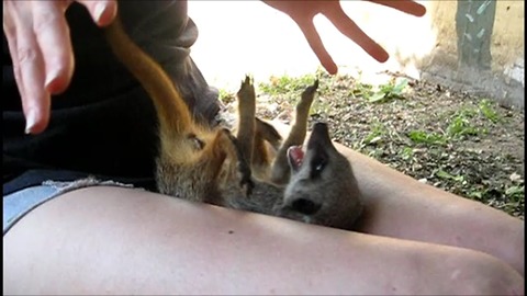 Playful baby meerkat loves to be tickled