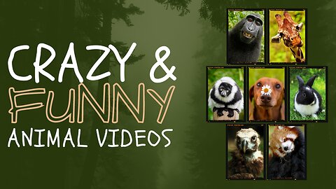 ANIMAL FUNNY VIDEOS