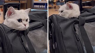 Adventurous cat escapes carrier and greets passengers on plane