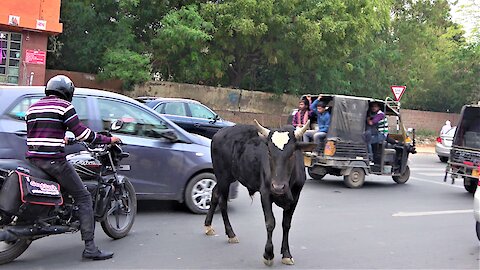 People try to help poor cows that wandered into rush hour traffic in Delhi, India