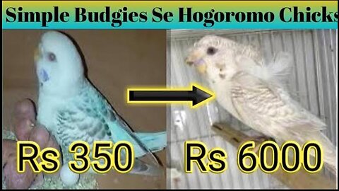 How to Produce Hogoromo Budgies || Simple Budgies Se Hogoromo Budgies banane ka tarika #hogoromo