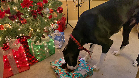 Funny Great Dane Enjoys Unwrapping & Unpacking Christmas Present Toys