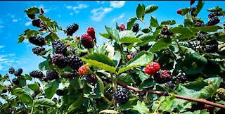 Triple Crown Thornless Heavy Producing Blackberry Bushes