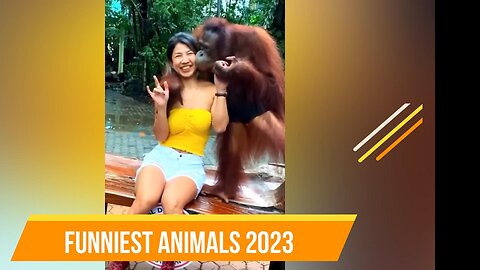 Funniest Animals 2023 😂 Funny Dogs and Cats Videos