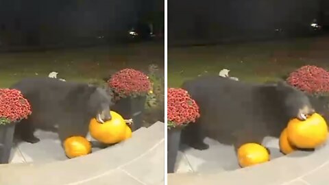 Security Footage Shows Bear Stealing Pumpkin From Porch