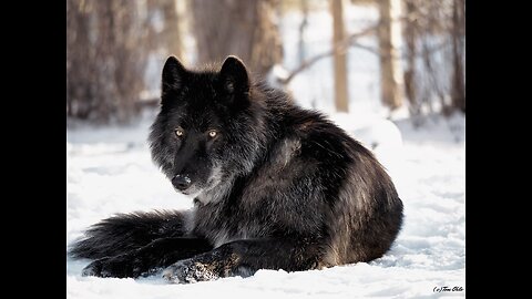 AmericanWolfdog Puppy Went to The Dog Park and This Happened #shorts #wolf