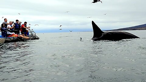 Orca Inspects Tourists In A Tiny Boat In Galapagos Islands