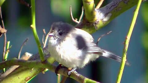 IECV NV #720 - 👀 Bushtit In The Rose Bush🐤10-4-2018