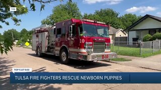 Tulsa firefighters rescue newborn puppies