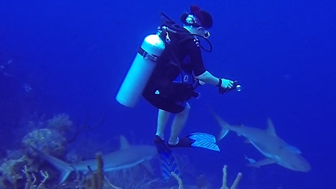Divers put in danger when surrounded by hungry sharks