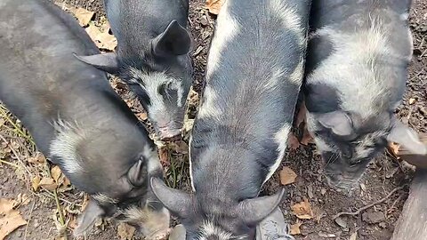 Piggies Get Access to New Paddock! 🐖🐷🐽