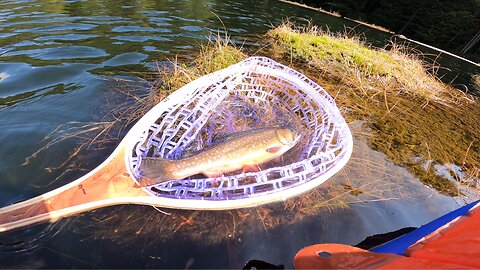 Beaver Pond is FULL of NICE Brook Trout! #Fishing #PNW