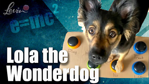 Genius Canine Plays Hide and Seek | Lola The WonderDog