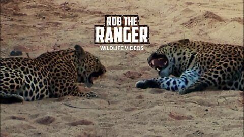 Incredible Leopard Interactions | Archive Footage