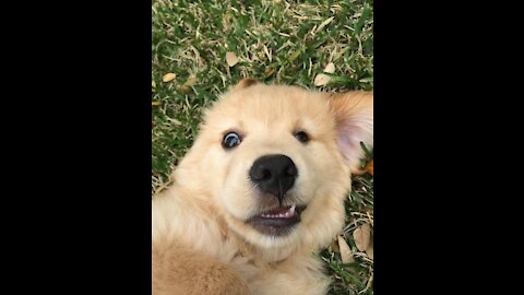 Cute dog playing in front of the camera
