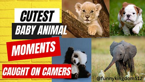 Cutest Baby Animal Moments caught on Camera | Funny Baby Animals #baby #funny #animalbaby