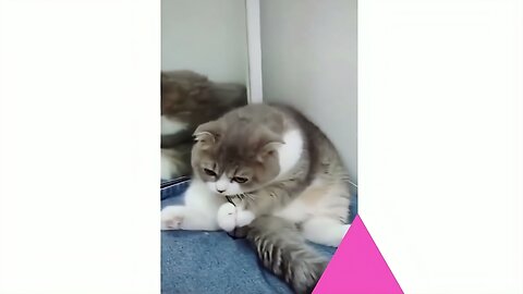 Cute Cats | Funny Cats | Cat Videos
