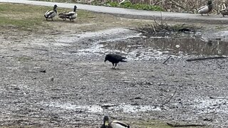 Ravens having some lunch