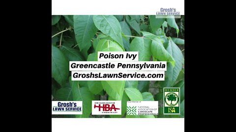 Poison Ivy Greencastle Pennsylvania