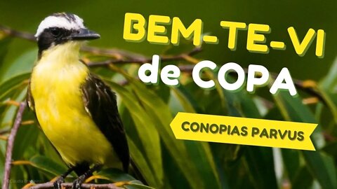 BEM-TE-VI de COPA Cantando [Conopias Parvus] Yellow Throated Flycatcher