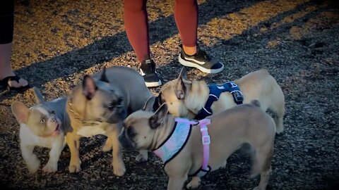 Frenchies In The Park