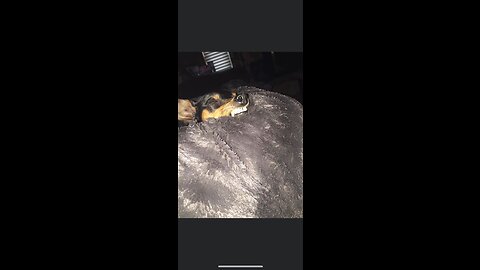 Neekor Cat Dog Beds, Soft Plush Donut Pet Bedding Winter Warm Sleeping Round Fluffy Pet Calming...