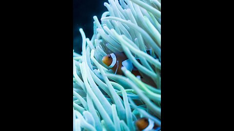 The Sea anemone | Ocean Fish |Deep sea