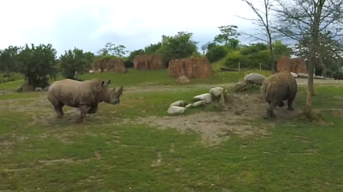 Massive white rhino with huge horn bluff charges another rhino