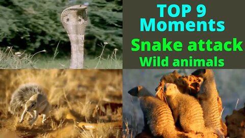 Top 9 Moments Wild Animalss Attacks Kiya Caught on Camera ||@TOP ANIMALS