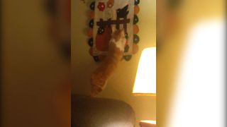 Kitten Takes A Leap of Faith