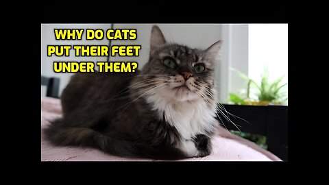 Why Do Cats Sit With Their Feet Under Them?